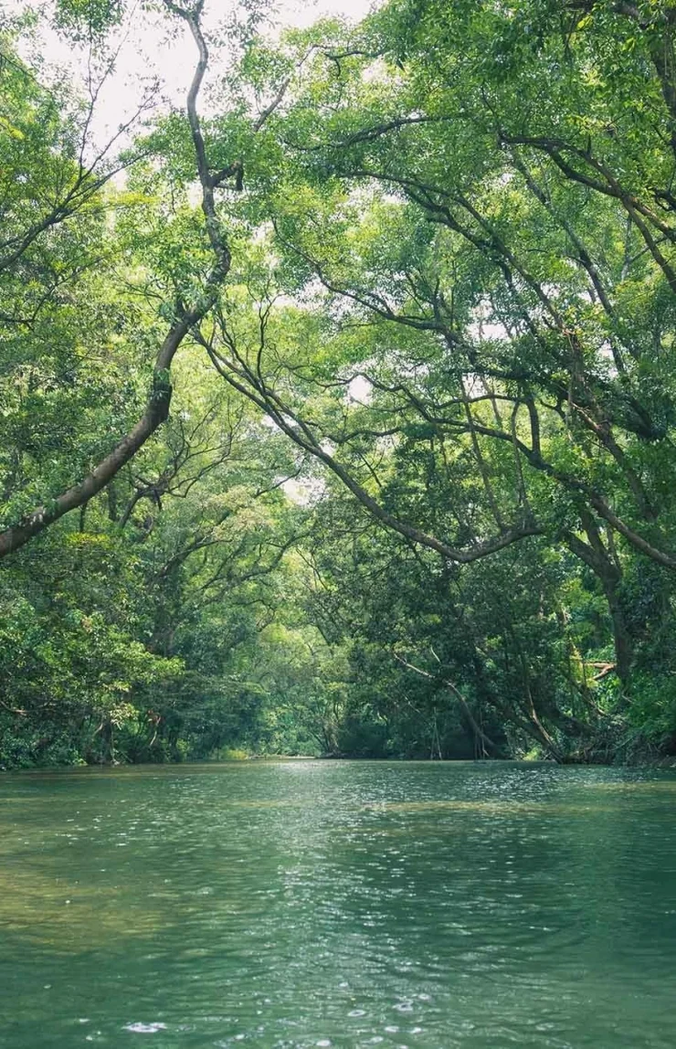 Công viên Ozo (Ozo Treetop Park)